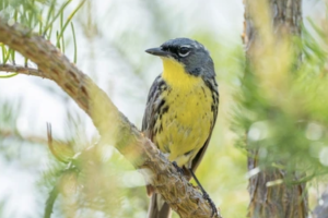 A male Kirtland's warbler sitting in a tree. 